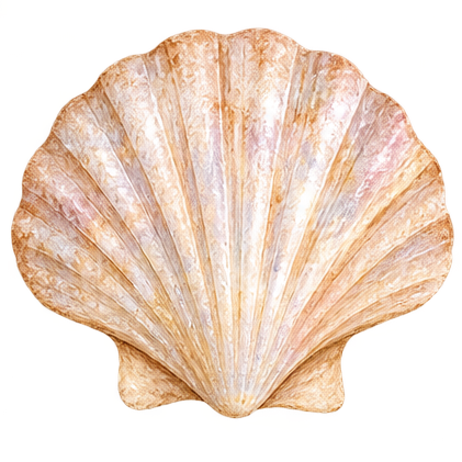 A watercolor-style natural illustration of a scallop shell on a white background.