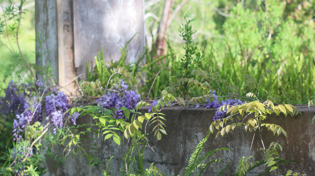 Purple wisteria flowers and green leaves growing along a weathered concrete ledge in a lush outdoor garden setting.