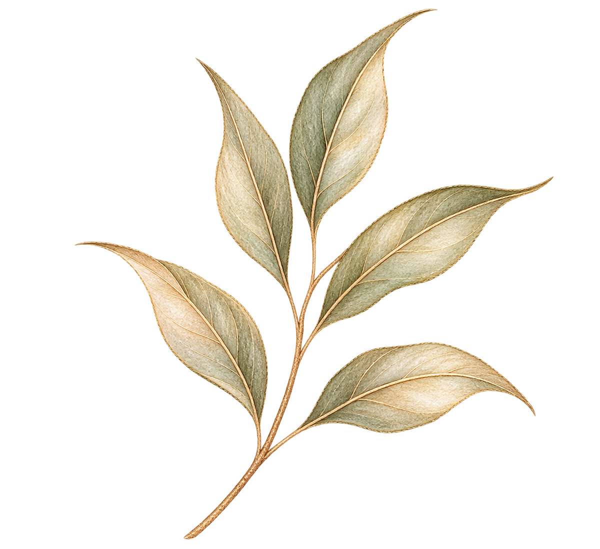 A botanical illustration of a leafy branch with five elongated oval leaves in muted olive green, tan, and cream tones on a plain white background.